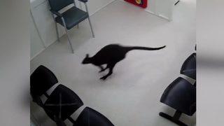 Avustralya’da yolunu kaybeden kanguru hastaneye daldı