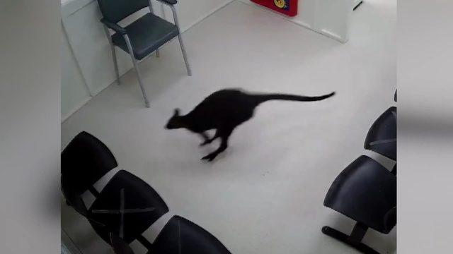 Avustralya’da yolunu kaybeden kanguru hastaneye daldı