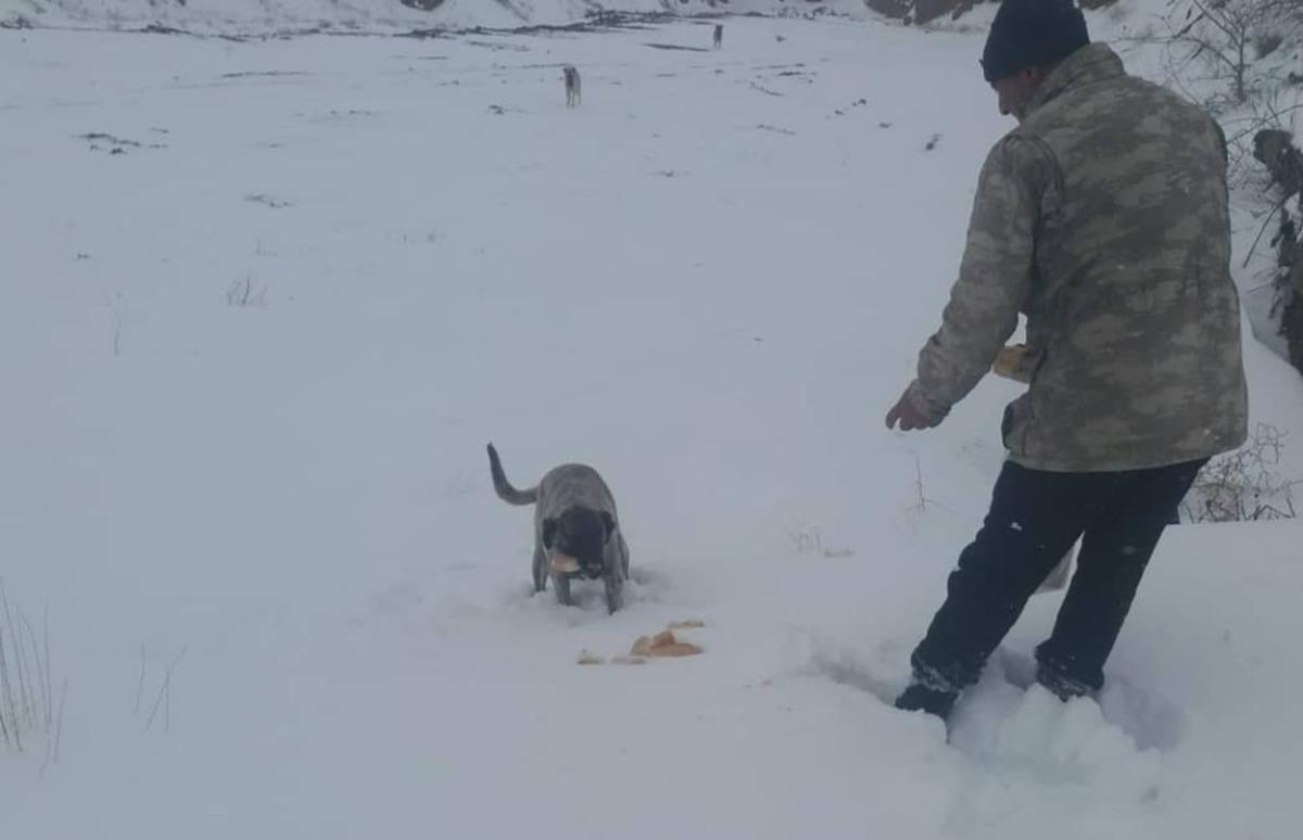 Delice&rsquo;de soğuklarda sokak hayvanları unutulmadı