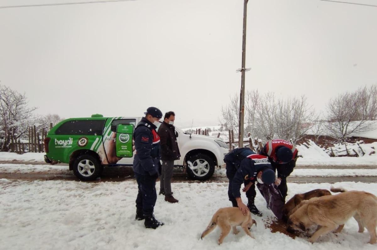 Sokak hayvanlarına jandarma şefkati