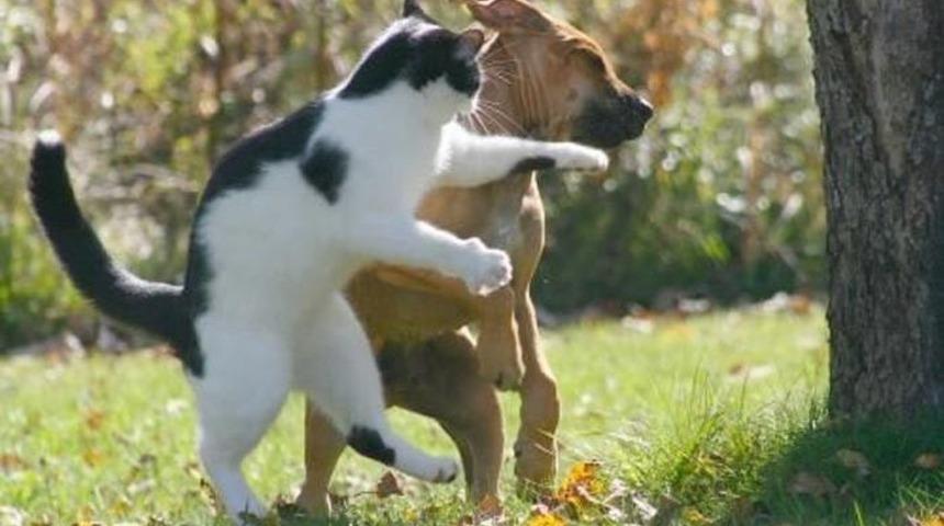 Kozunu paylaşmak deyiminin anlamı nedir? Kozunu paylaşmak deyiminin gerçek hikayesi!