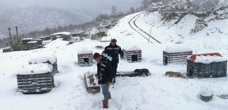 Sokaktaki dostlarımız emin ellerde G2