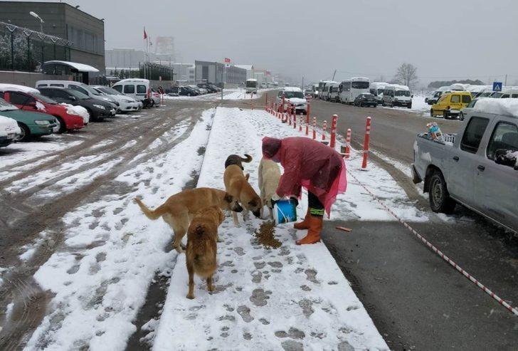 Sokaktaki dostlarımız emin ellerde G3