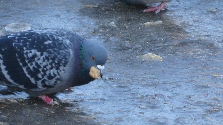 Kırklareli’nde süs havuzları dondu G4