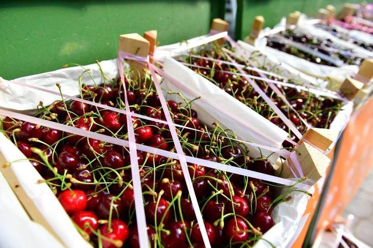 Yeşilyurt Belediyesi ‘kiraz ve vişne bahçesi’ kuruyor G3