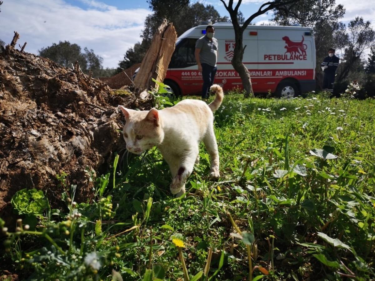 500 g&uuml;nde 5 bin hayvan kurtardılar