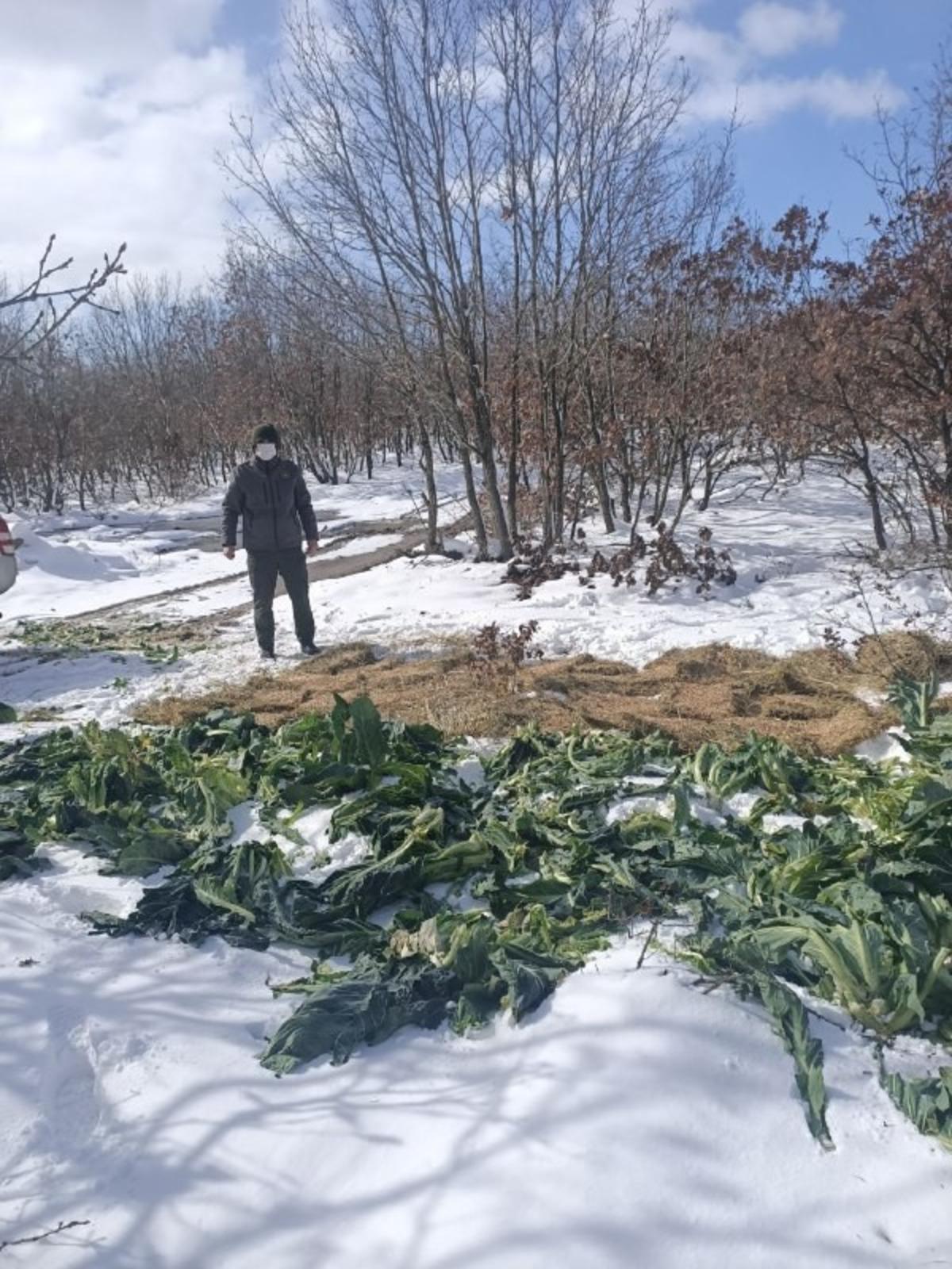 Karda a&ccedil; kalan yaban hayatına 1 bu&ccedil;uk ton yem bırakıldı