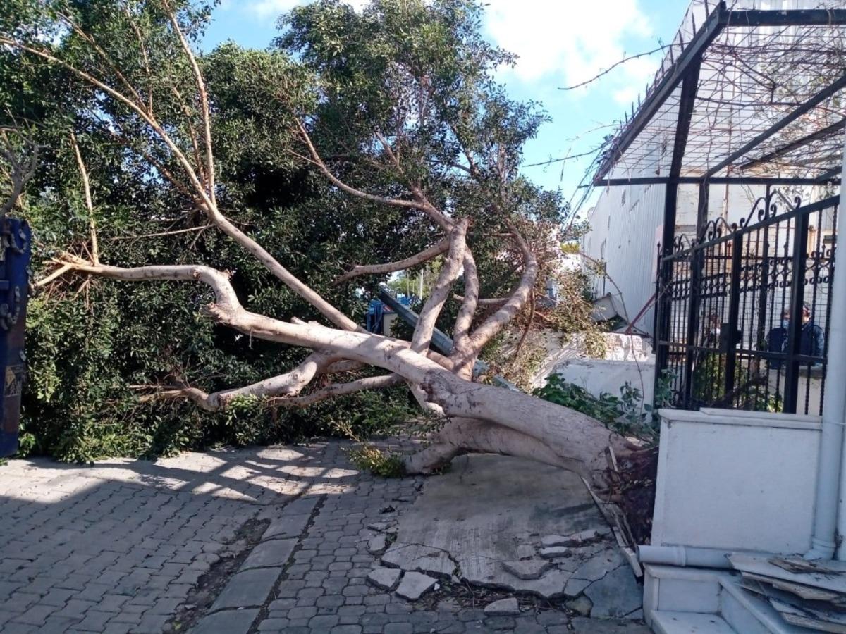 Ağa&ccedil;lar fırtınaya dayanamadı