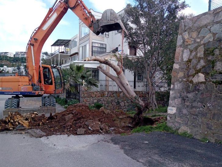 Ağaçlar fırtınaya dayanamadı G3