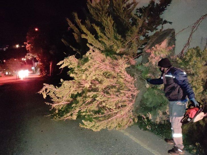 Ağaçlar fırtınaya dayanamadı G4