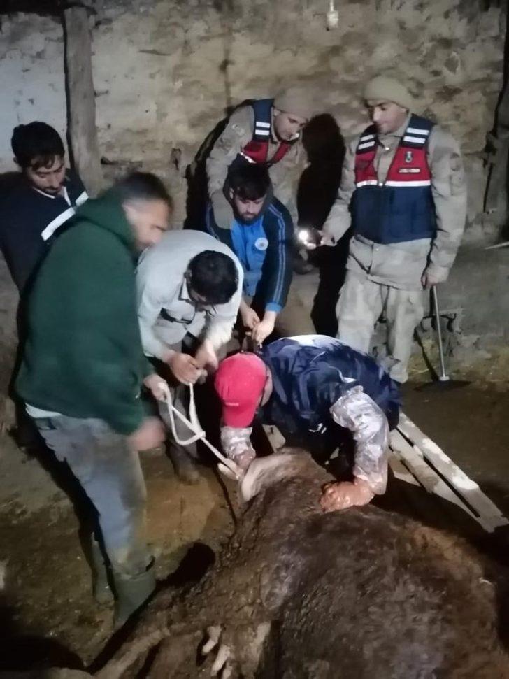 Jandarma ekipleri ineğe doğum yaptırdı G1