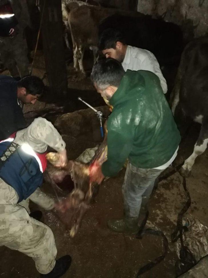 Jandarma ekipleri ineğe doğum yaptırdı G2