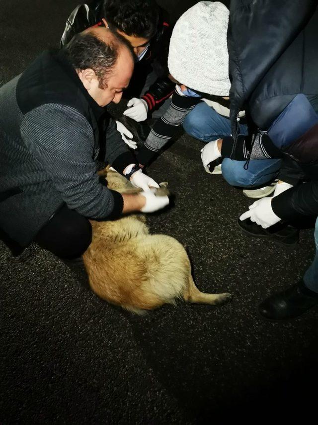 Arabanın çarpıp kaçtığı köpeğe çevredeki gençler sahip çıktı