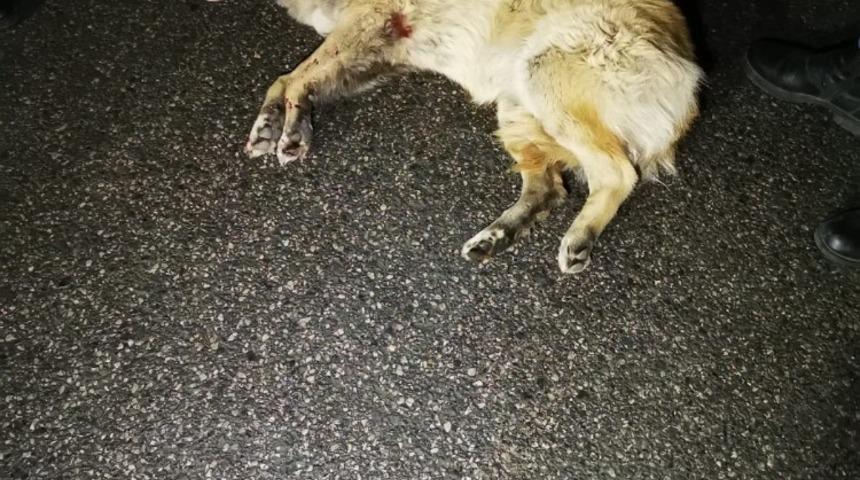 Arabanın &ccedil;arpıp ka&ccedil;tığı k&ouml;peğe &ccedil;evredeki gen&ccedil;ler sahip &ccedil;ıktı