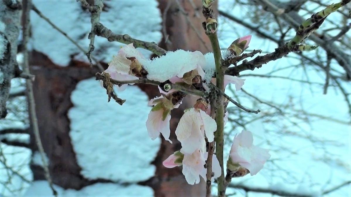 Yalancı bahar meyve ağa&ccedil;larını vurdu