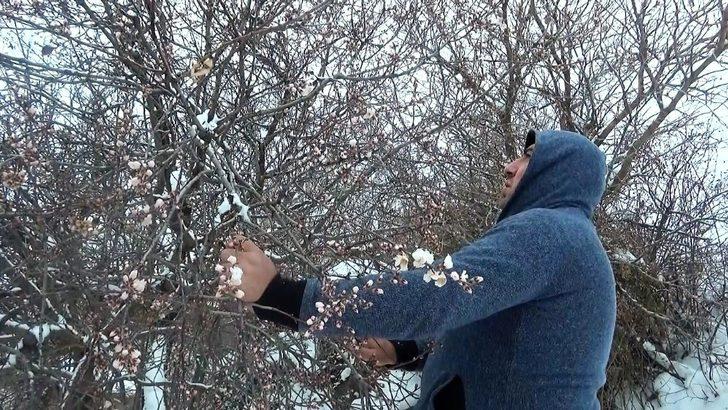 Yalancı bahar meyve ağaçlarını vurdu G2