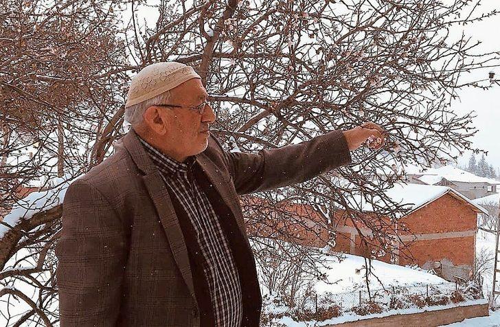 Yalancı bahar meyve ağaçlarını vurdu G3