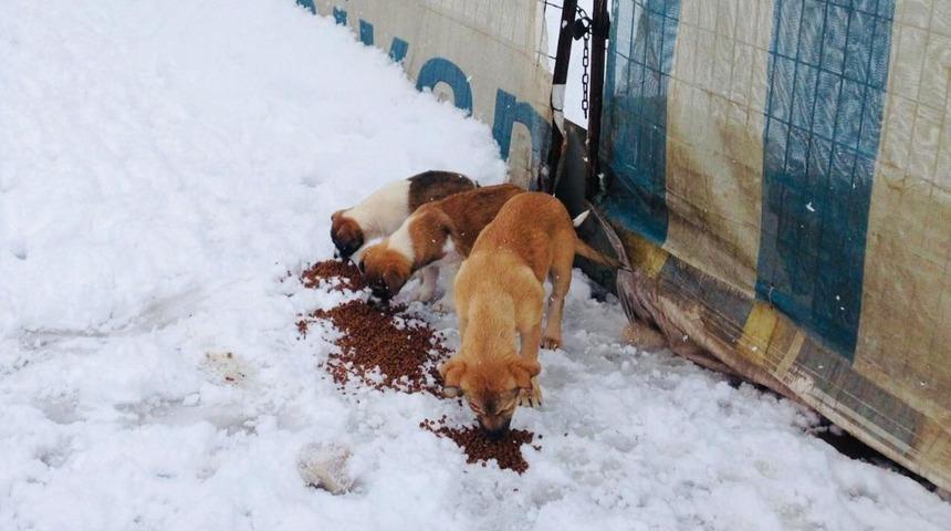 K&ouml;rfez Belediyesi&rsquo;nden sokak hayvanlarına şefkat eli