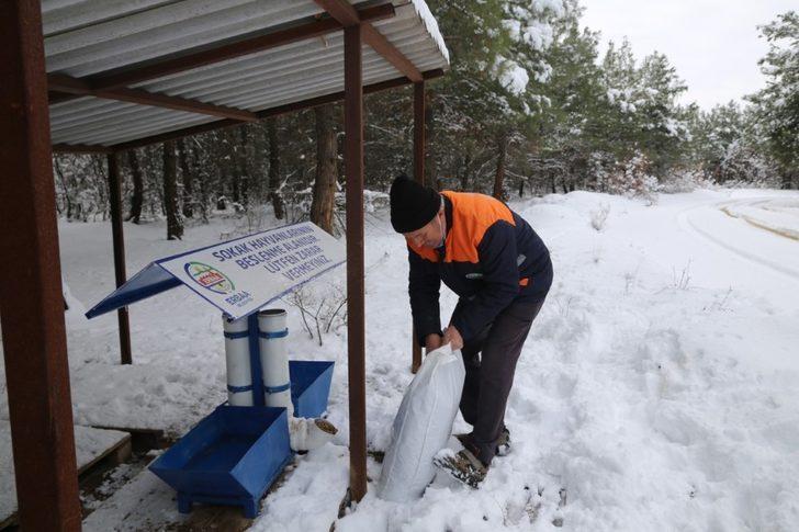 Erbaa Belediyesi kış şartlarında yiyecek bulmakta zorlanan yaban hayvanları için çalışma yaptı G2