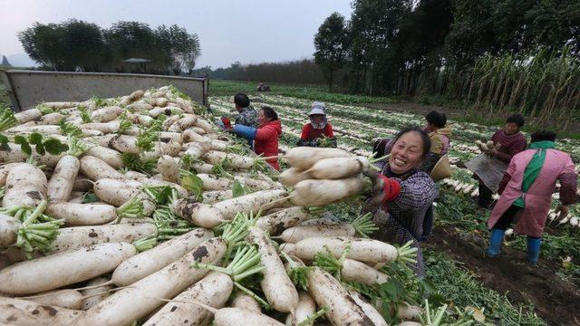 Uzmanlara göre binlerce Çin kenti ve kasabasında ekinlerin zarar görmesini engellemek için bulut ekimi yapılıyor