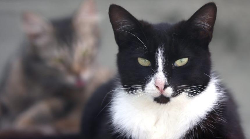 Dünya Kediler Günü: 17 Şubat neden seçildi, fikir nasıl ortaya çıktı?