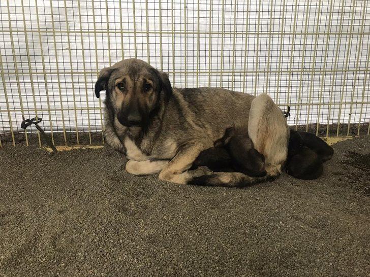 Donmak üzereyken bulunan yavru köpekler bakımevine götürüldü G1