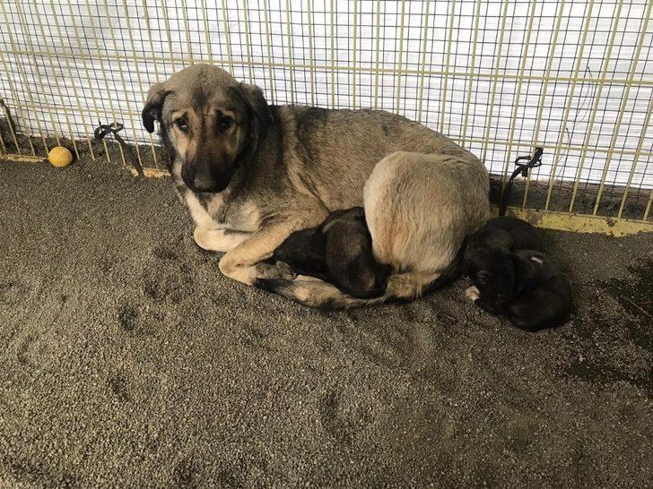 Donmak üzereyken bulunan yavru köpekler bakımevine götürüldü G2