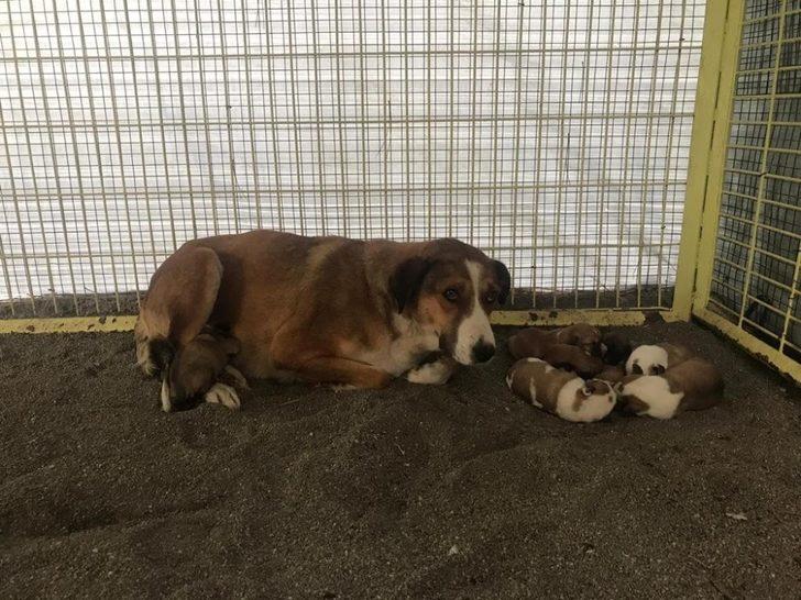 Donmak üzereyken bulunan yavru köpekler bakımevine götürüldü G4