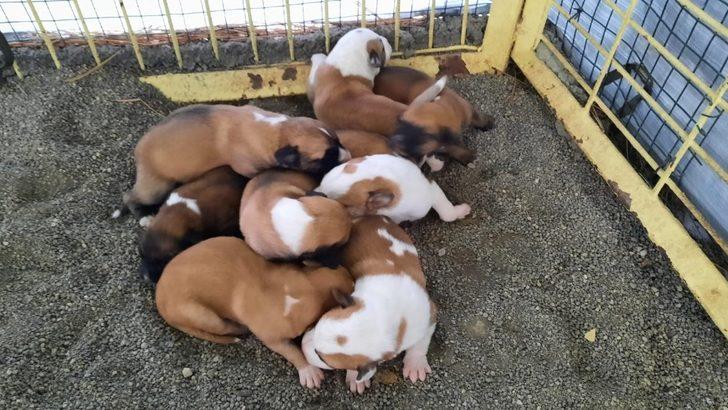 Donmak üzereyken bulunan yavru köpekler bakımevine götürüldü G5