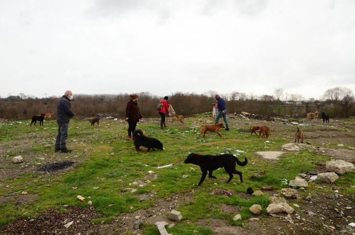 Sokak hayvanlarının yoğun olduğu bölgelerde mama dağıtımı yapıldı G2