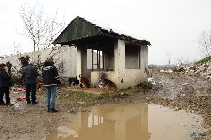 Sokak hayvanlarının yoğun olduğu bölgelerde mama dağıtımı yapıldı G3