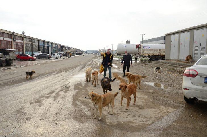 Sokak hayvanlarının yoğun olduğu bölgelerde mama dağıtımı yapıldı G5