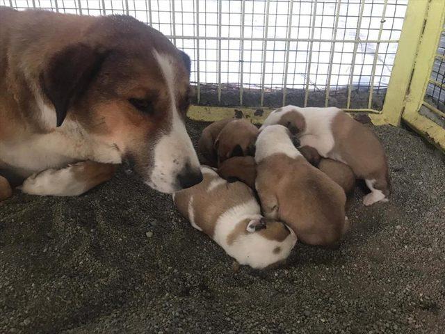 Çorum'da donmak üzereyken bulunan köpek ve 4 yavrusu korumaya alındı