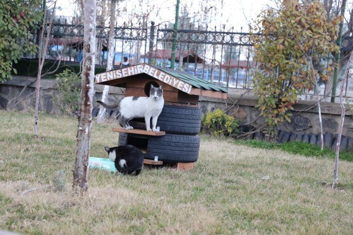 Yenişehir Belediyesi çöp konteynırı üretiminde sonra kedi evi yapmaya başladı G2