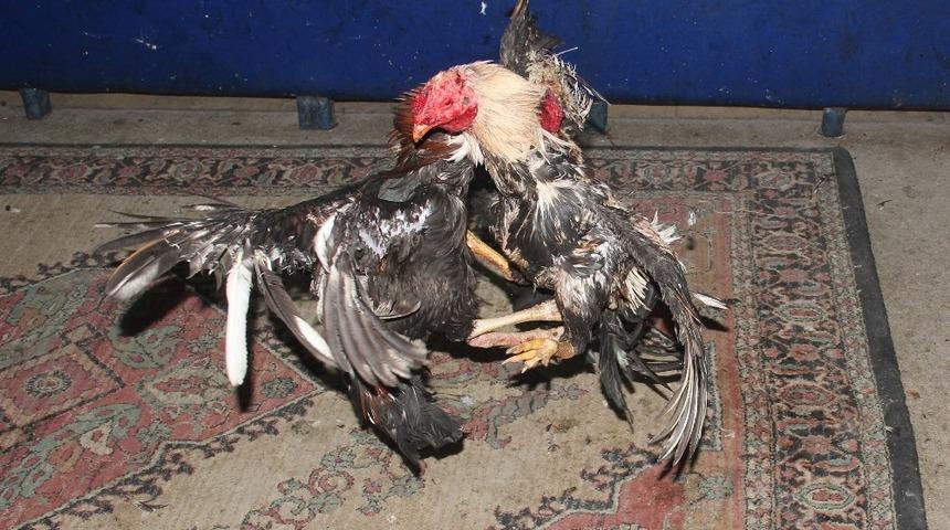 Aydın’da horoz dövüştüren kişilere ceza yağdı