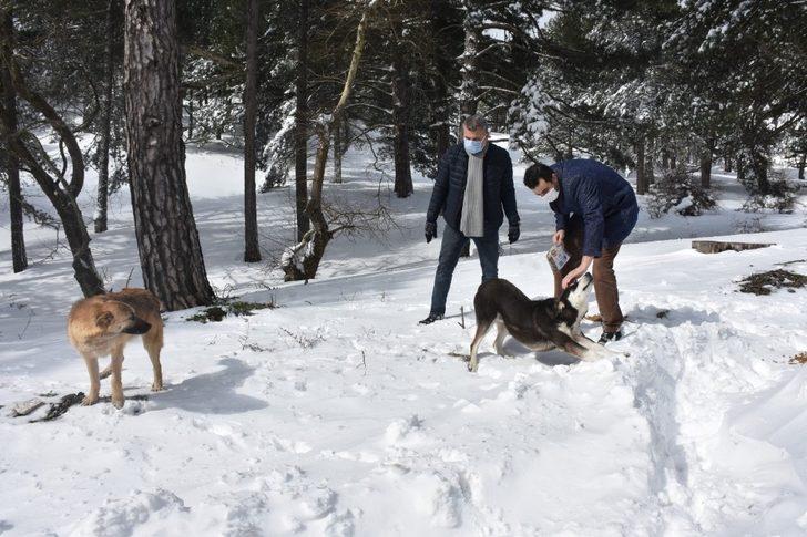 Edremit Belediyesi soğuk havalarda sokak hayvanlarının yanında G2