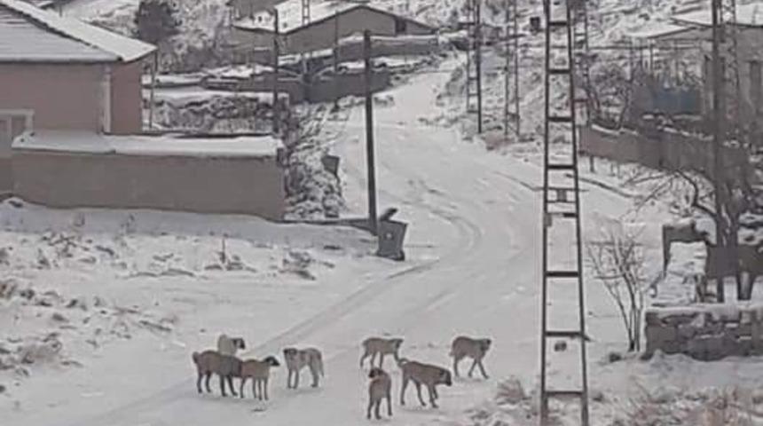 Yeşilhisar&rsquo;da k&ouml;pek s&uuml;r&uuml;leri vatandaşı korkutuyor