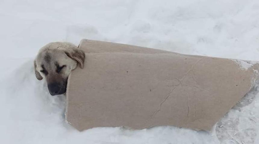 Yürekleri ısıtan görüntü! Köpeğin üzerine üşümesin diye halı örttü