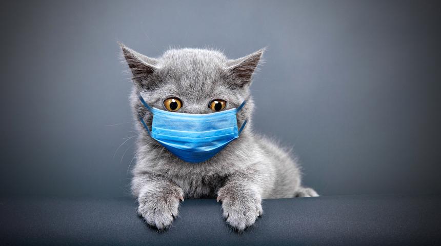 Sosyal izolasyon kedilerde de antidepresan kullanımını artırdı