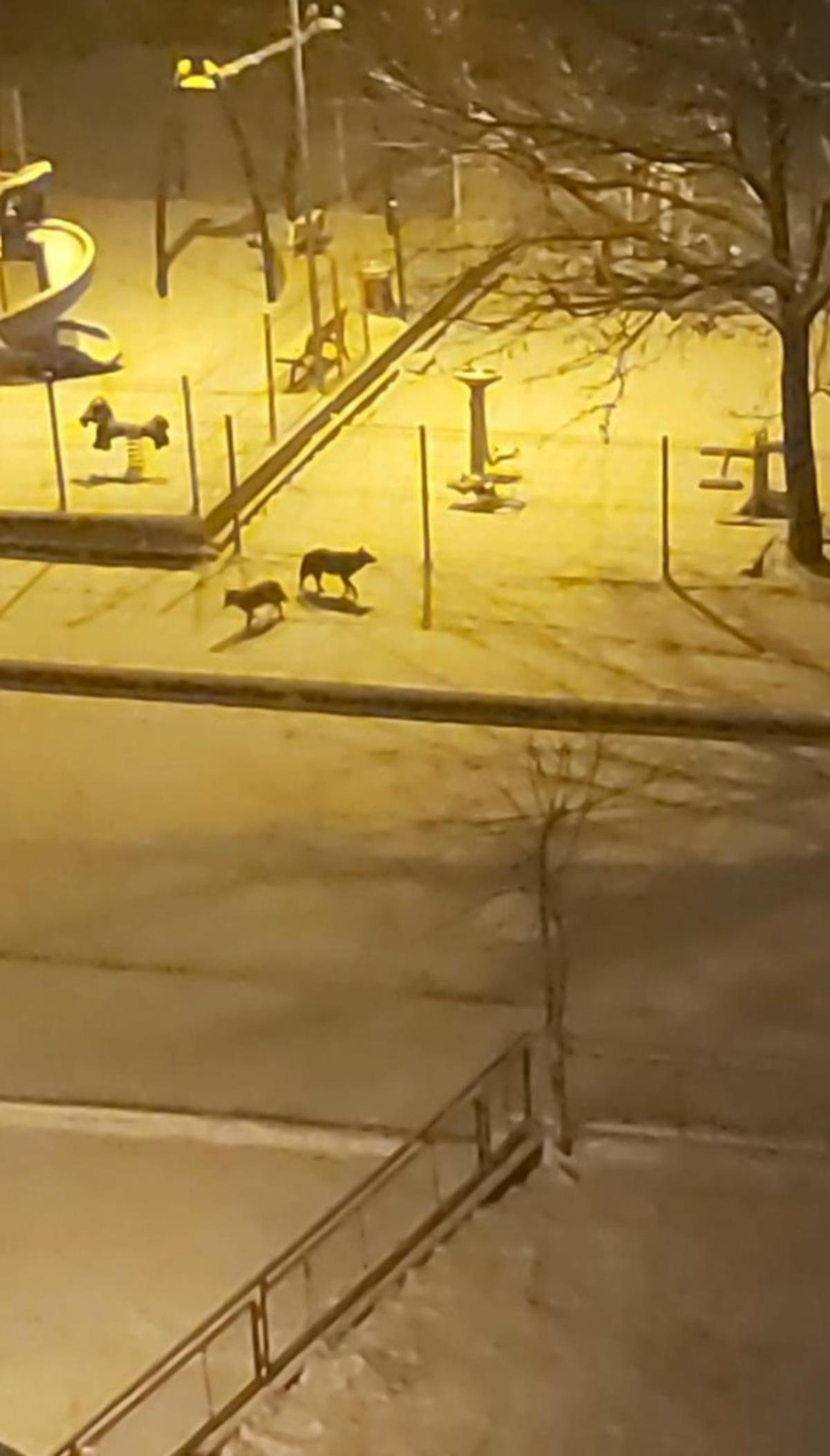 A&ccedil; kalan domuz s&uuml;r&uuml;s&uuml; şehre indi