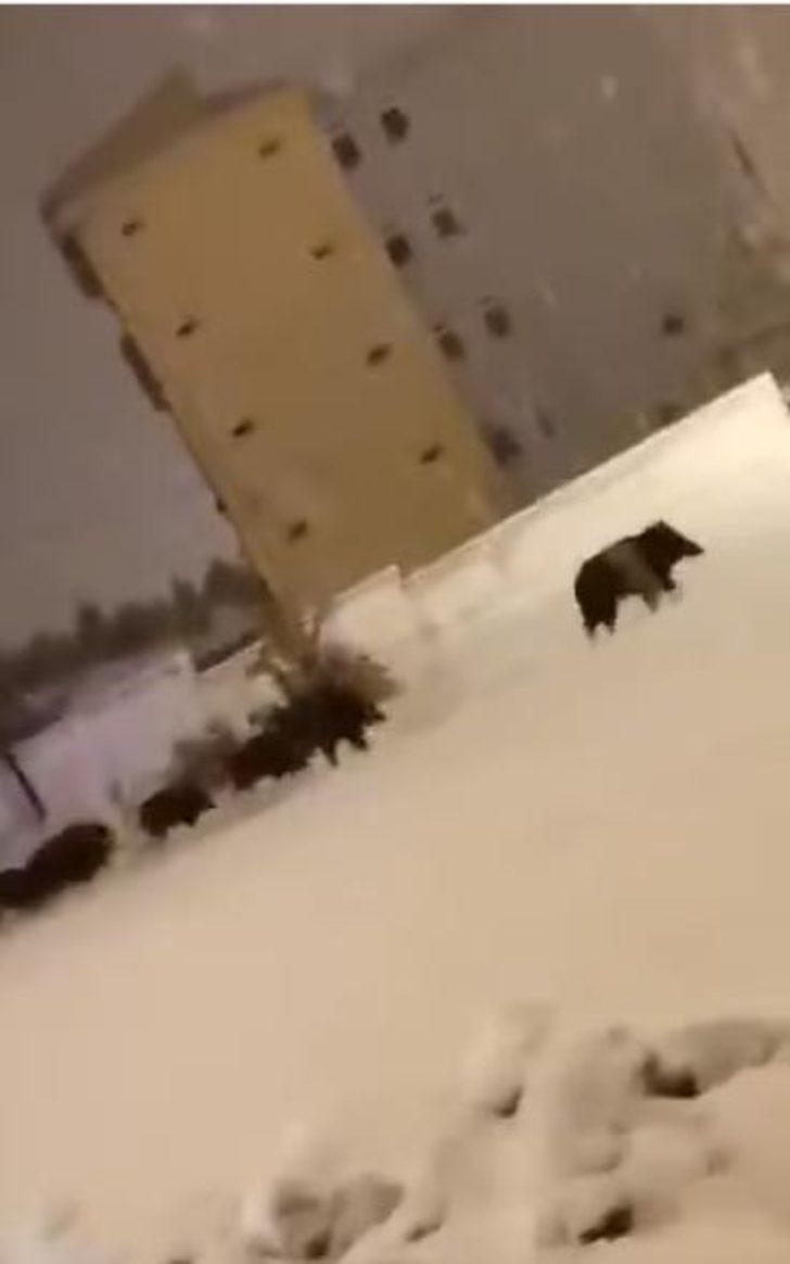 Aç kalan domuz sürüsü şehre indi G2