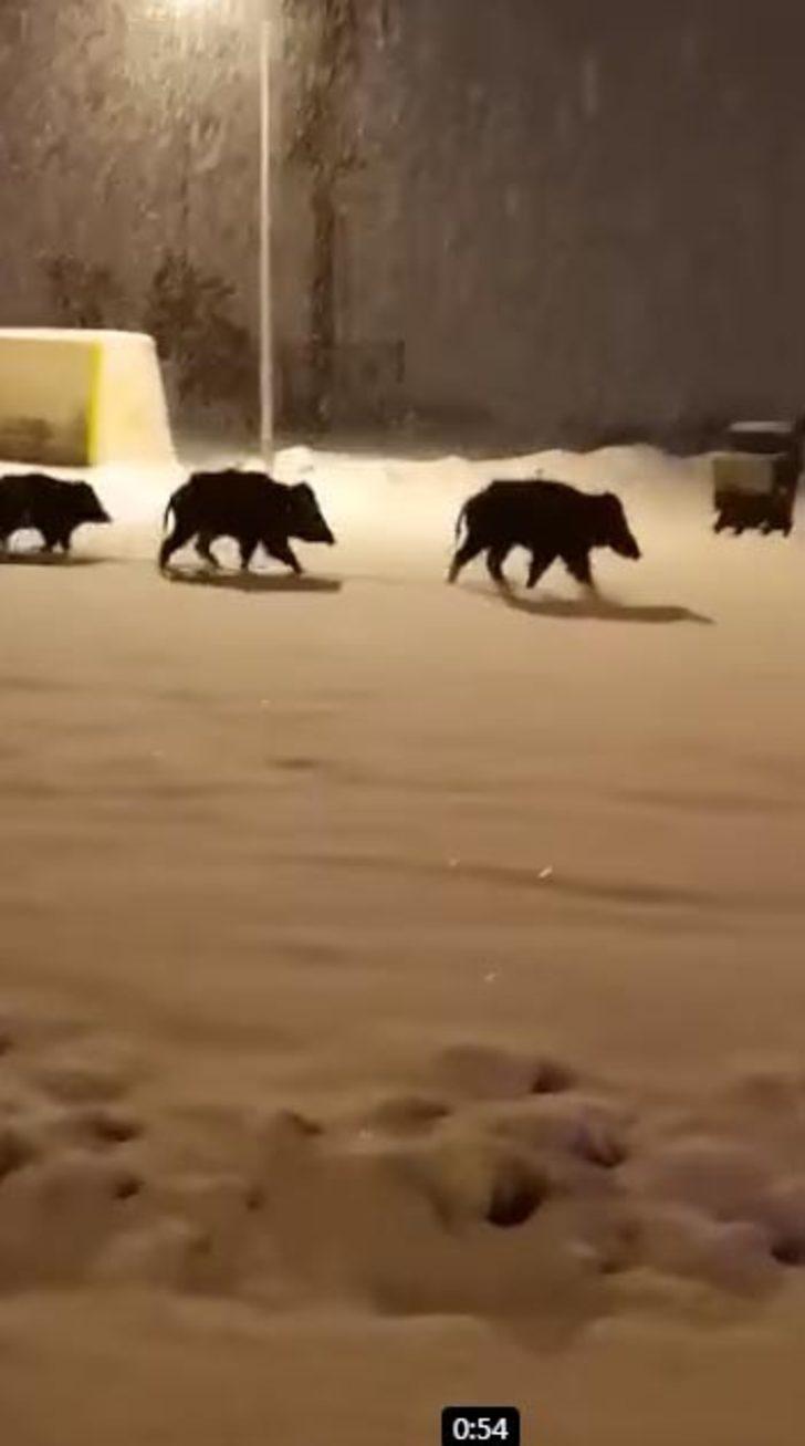 Aç kalan domuz sürüsü şehre indi G3