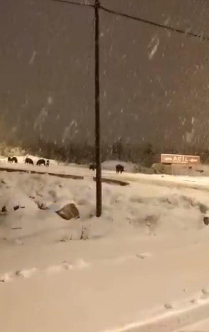 Aç kalan domuz sürüsü şehre indi G4