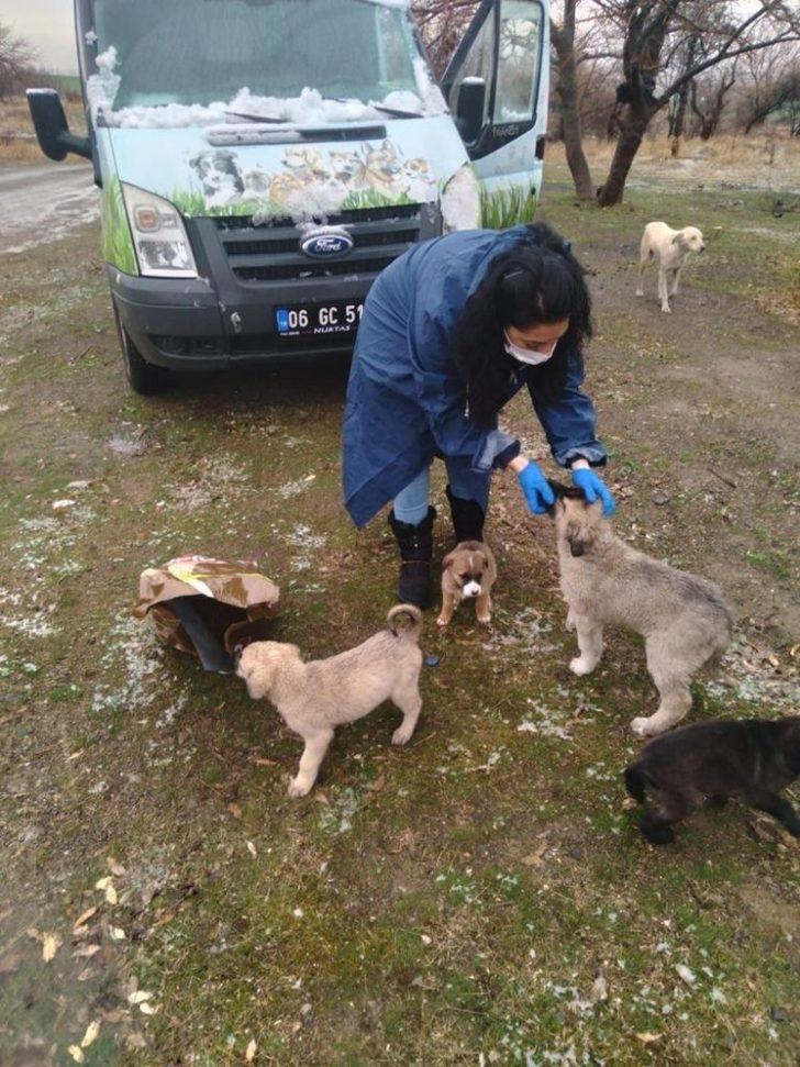 Pursaklar Belediyesi soğuk kış günlerinde can dostlarını yalnız bırakmıyor G3