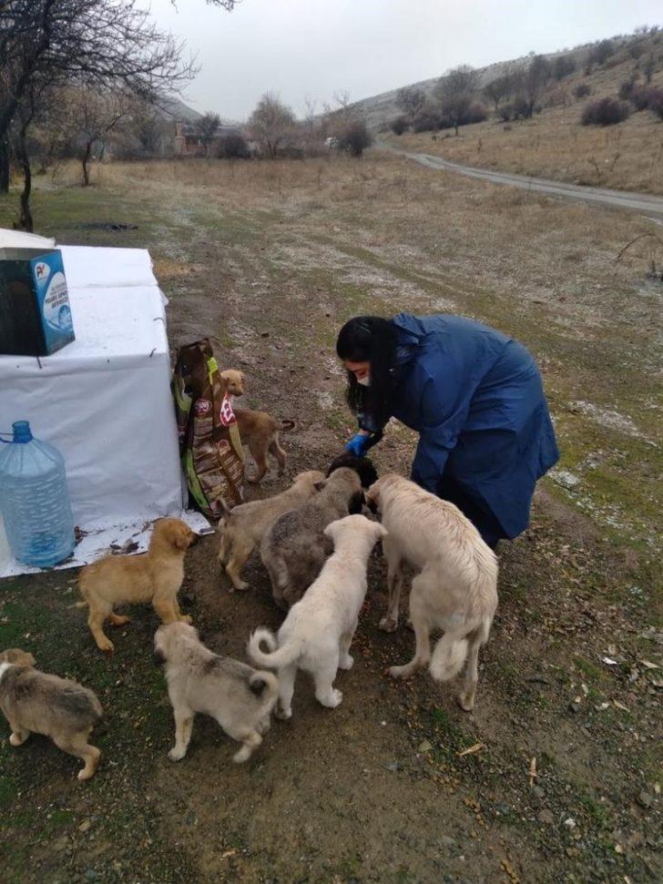Pursaklar Belediyesi soğuk kış günlerinde can dostlarını yalnız bırakmıyor G4