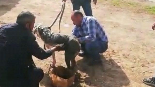 (Özel) Uyuz köpeğe motor yağı ile tedavi 1