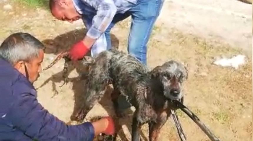 (&Ouml;zel) Uyuz k&ouml;peğe motor yağı ile tedavi