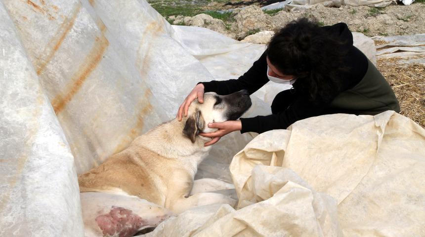 Komşu dehşeti! Köpeğini vurdu, 'Aynısını sana da yaparım' diye tehdit etti