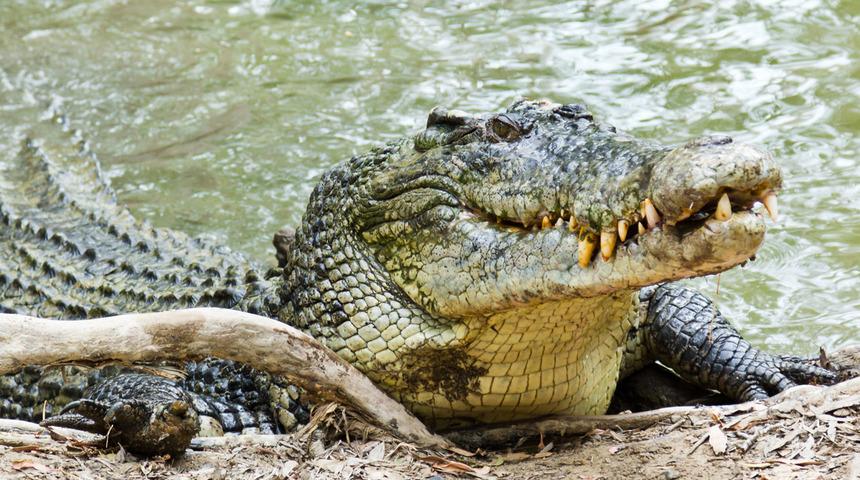 4 metreden uzun timsahın midesinde insan kalıntıları bulundu