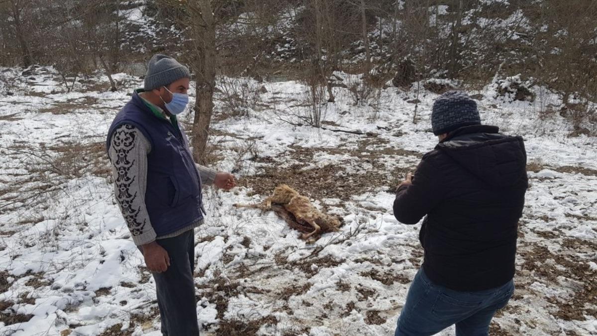 Karab&uuml;k&rsquo;te zehirli koyunu yiyen k&ouml;pekler telef oldu